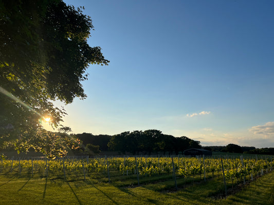 Vineyard Tour and Tasting Experience