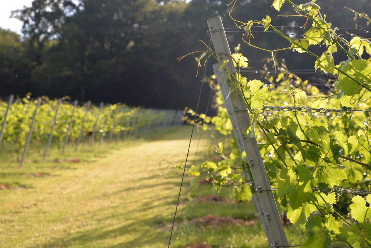 Divico field vines