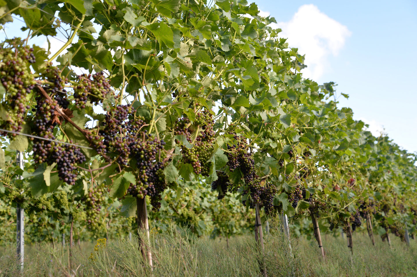 Vineyard Tour and Wine Tasting Experience