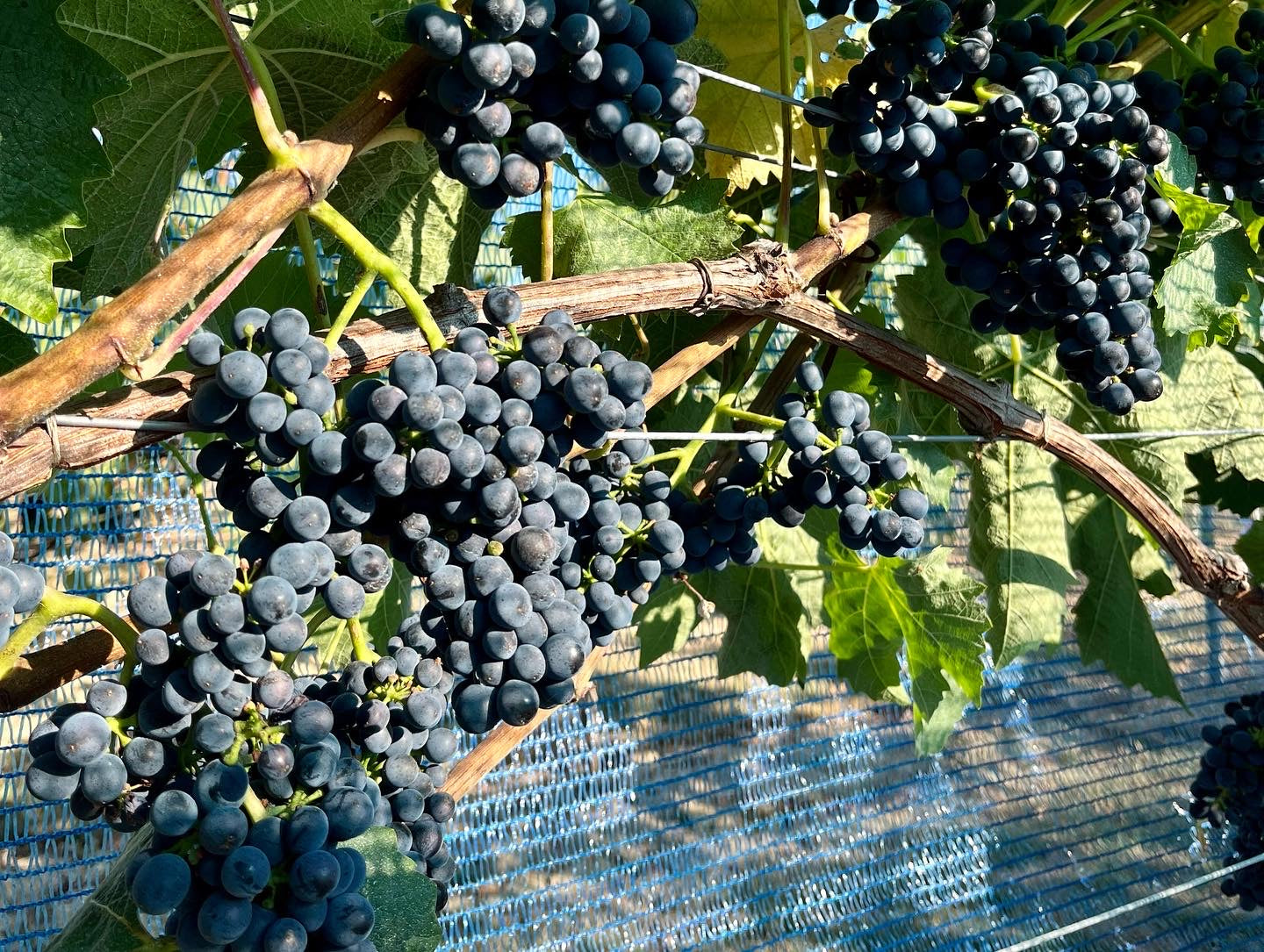 Divico Vines - Swiss Variety producing red wine