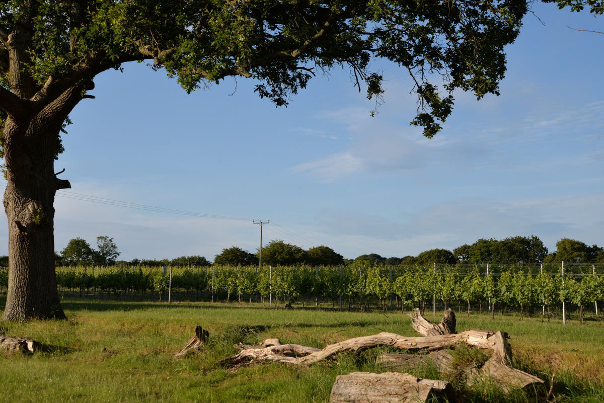 Warehorne Vineyard vines in the distance